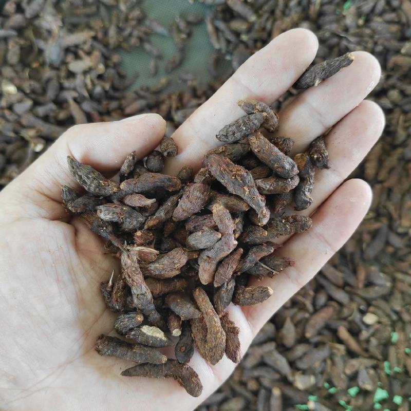 香附子又称三轮草、细三棱、三棱草、水三棱，小三棱