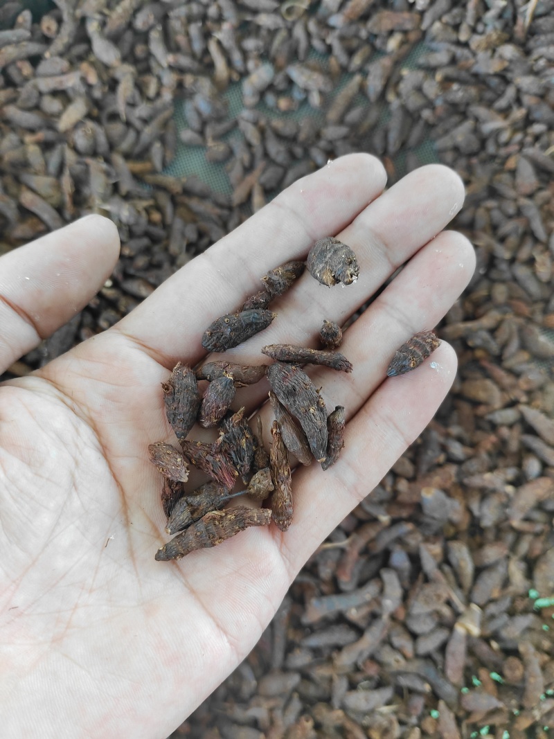 香附子又称三轮草、细三棱、三棱草、水三棱，小三棱