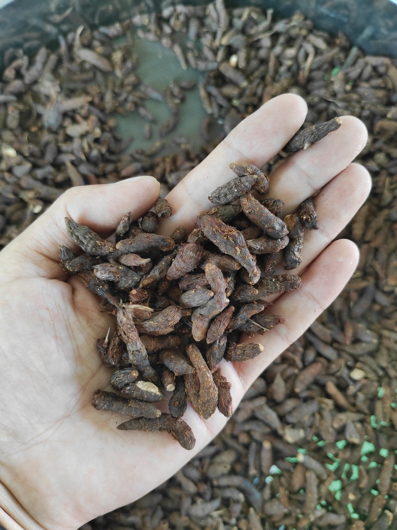 香附子又称三轮草、细三棱、三棱草、水三棱，小三棱