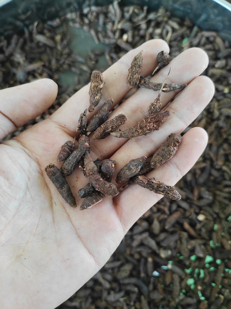 香附子又称三轮草、细三棱、三棱草、水三棱，小三棱