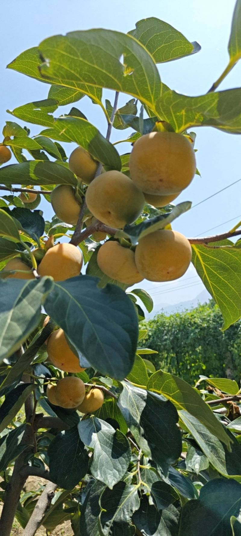 七月黄柿子基地直发一手货源量大从优欢迎