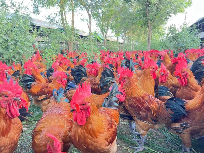 康源“隋柳”牌散养土鸡