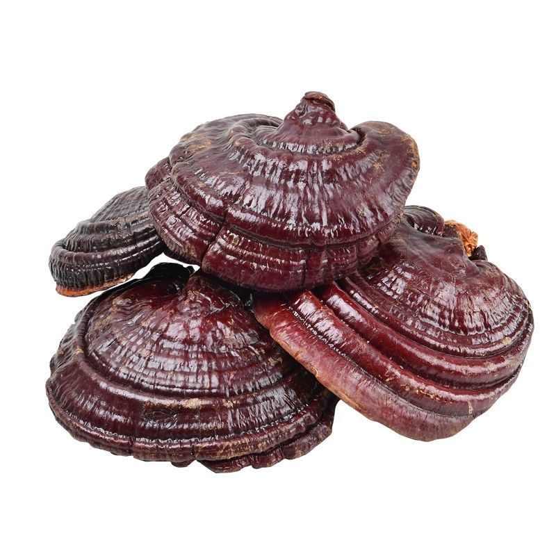 长白山整朵灵芝40-60g一朵-500g一斤东北林下灵芝