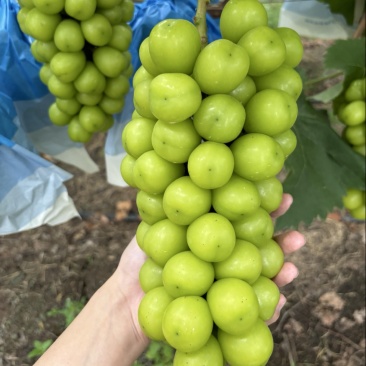 阳光玫瑰，要的联系