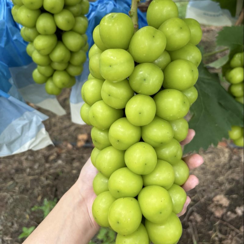 阳光玫瑰，要的联系