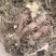 紫苑中药材紫苑无硫紫菀子菀子苑青菀返魂草返魂草根批发