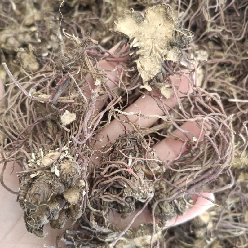紫苑中药材紫苑无硫紫菀子菀子苑青菀返魂草返魂草根批发