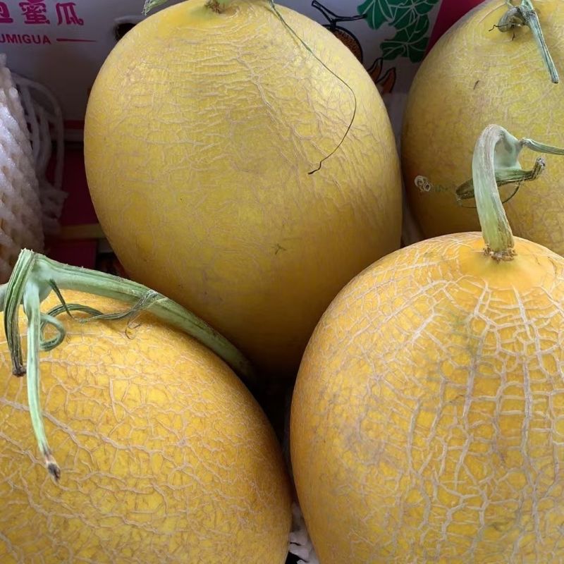 新疆八六王哈密瓜，水分足甜度高，欢迎新老客户前来合作