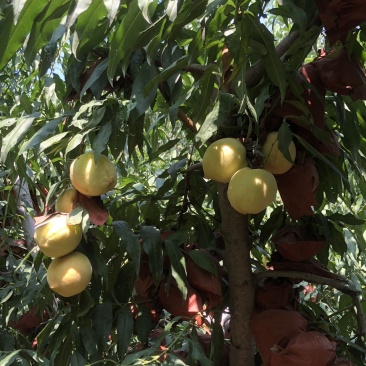 自家黄桃🍑