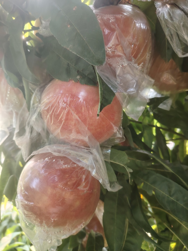 山西万荣优质超越毛桃大量上市中，口感脆甜多汁