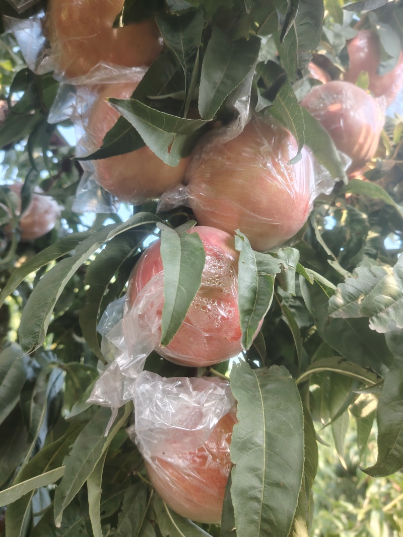 山西万荣优质超越毛桃大量上市中，口感脆甜多汁