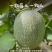 西州蜜25号哈密瓜，产地发货，水分足，甜度高量大优惠