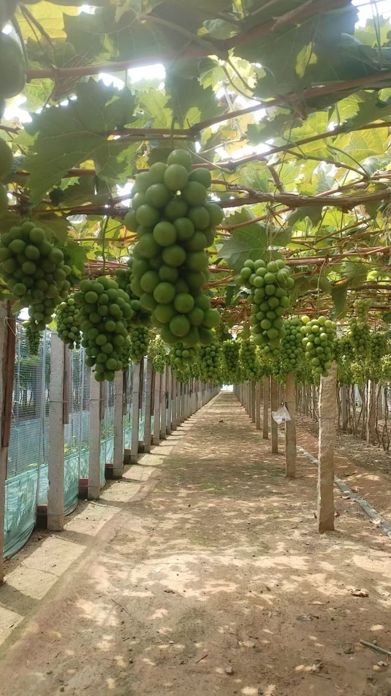 本地阳光玫瑰葡萄大量上市口感甜硬度好，质量三包，可视频看