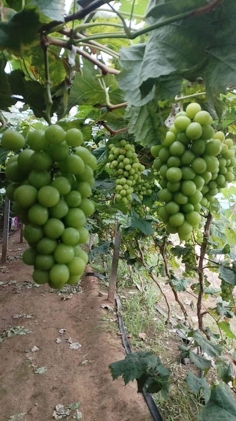 本地阳光玫瑰葡萄大量上市口感甜硬度好，质量三包，可视频看