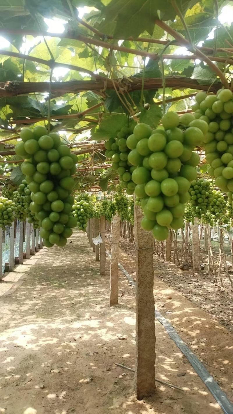 本地阳光玫瑰葡萄大量上市口感甜硬度好，质量三包，可视频看