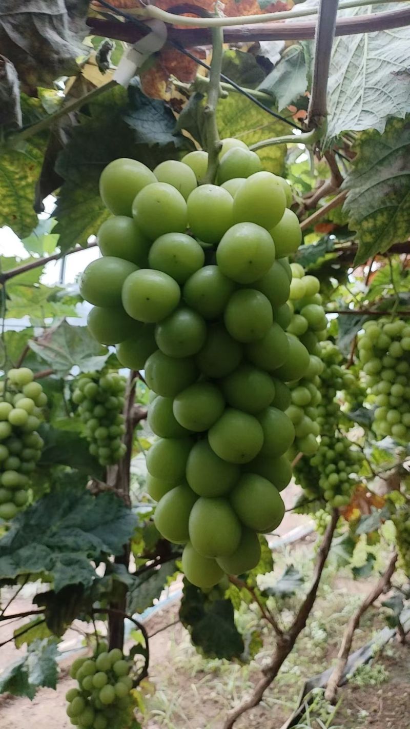 本地阳光玫瑰葡萄大量上市口感甜硬度好，质量三包，可视频看