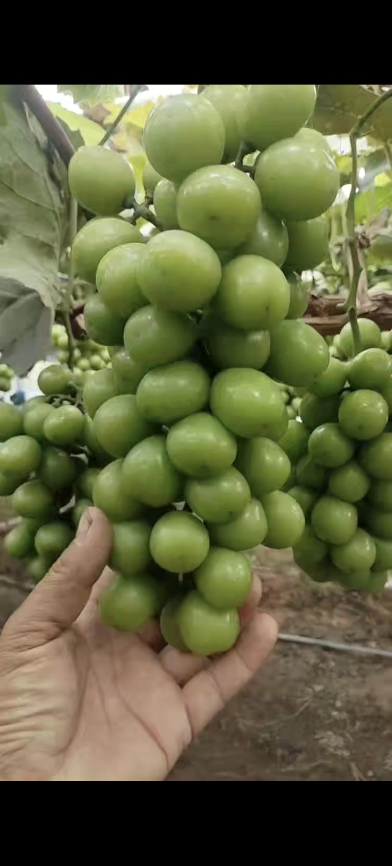 本地阳光玫瑰葡萄大量上市口感甜硬度好，质量三包，可视频看