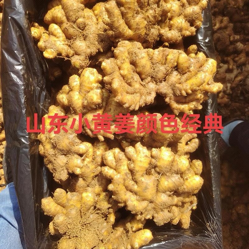 《小黄姜》产地常年供应/坏烂包赔/市场加工厂电商平台