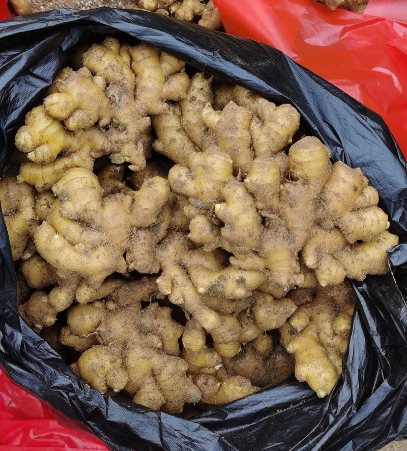 《小黄姜》产地常年供应/坏烂包赔/市场加工厂电商平台