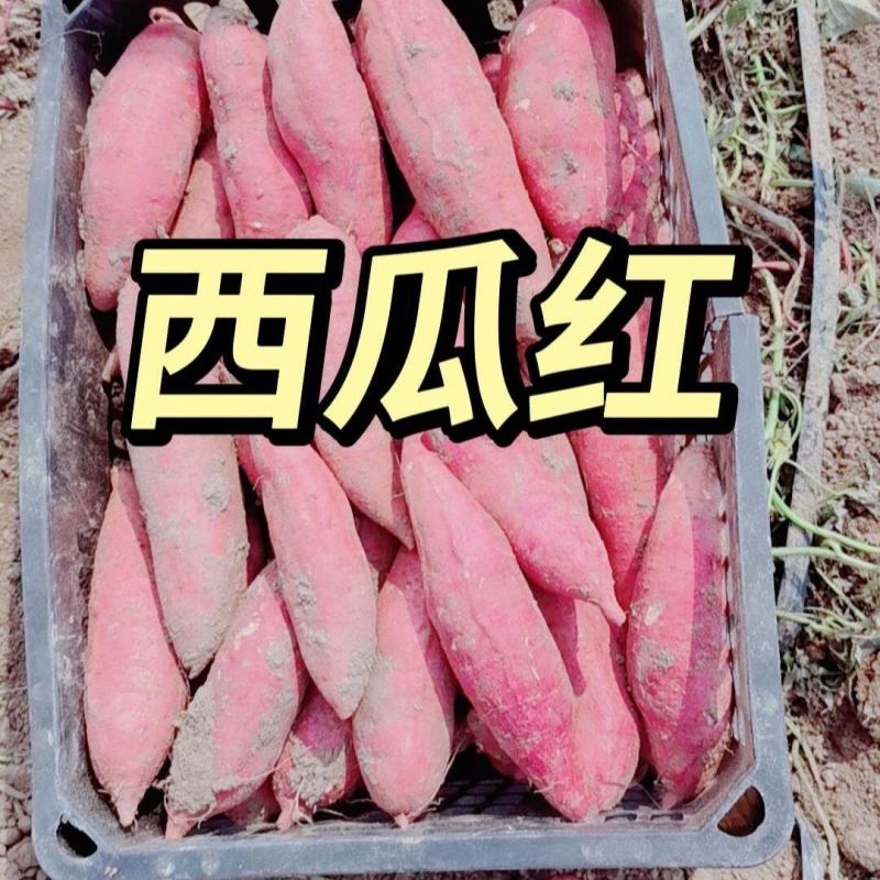 西瓜红哈蜜龙九各种有薯型好皮毛亮并有专业团队为你护航