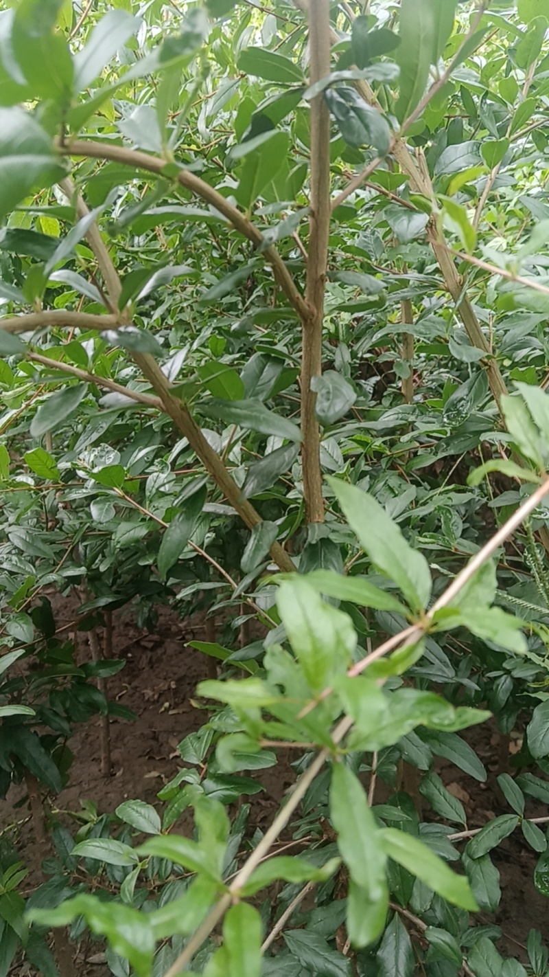 【包邮】嫁结苗【突尼斯软籽】石榴苗1到3年纯嫁结苗