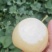 黄金梨小花三层袋。。。。。。。。。。。。。。。。