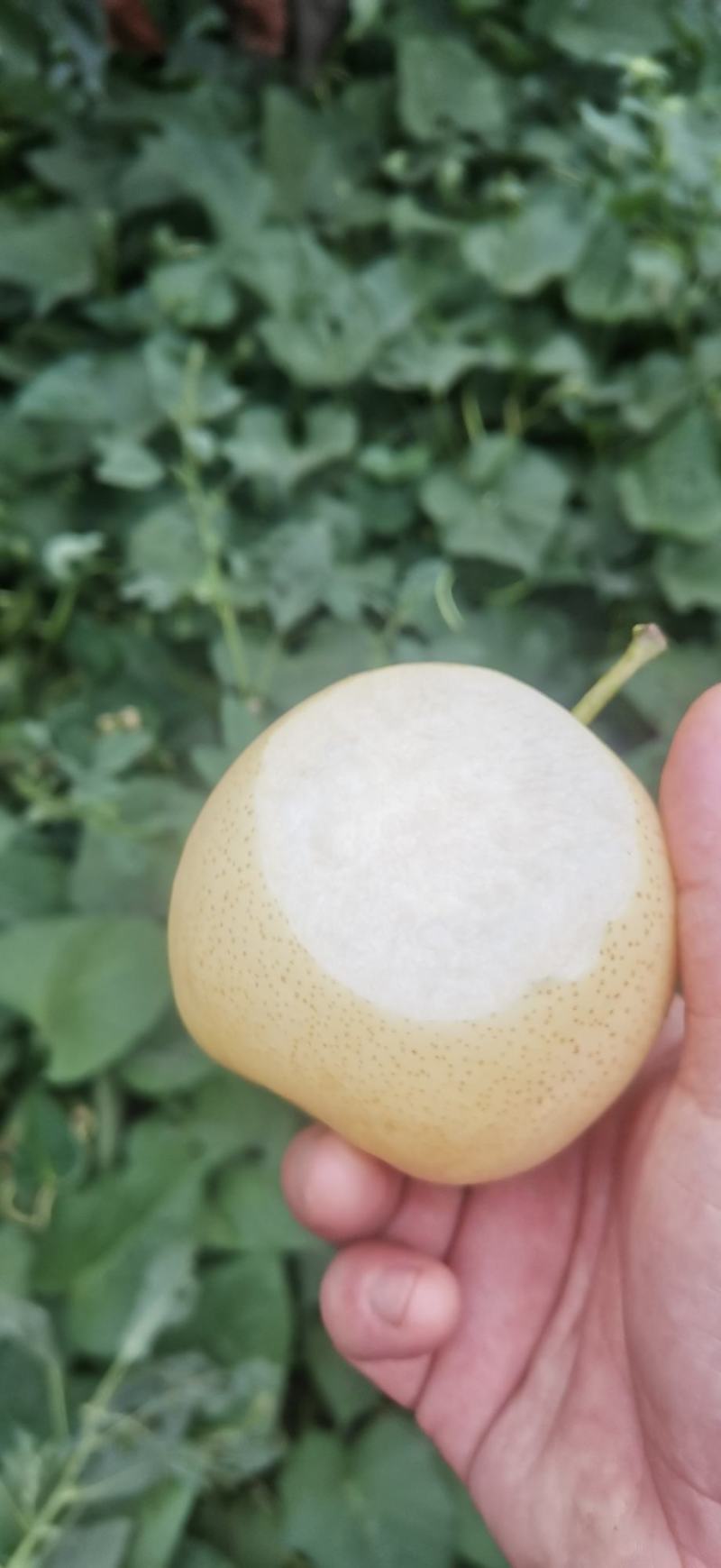 黄金梨小花三层袋。。。。。。。。。。。。。。。。