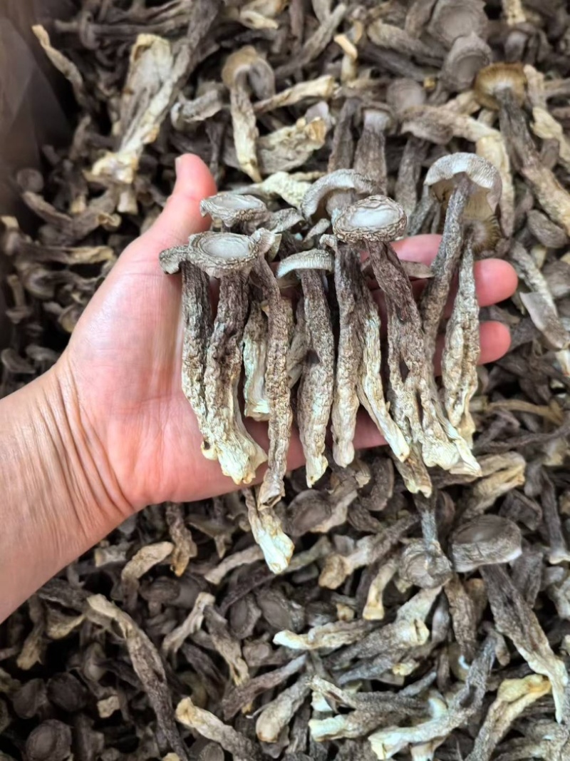 精品鹿茸菇，大量有货，产地直销，性价比高，欢迎选购