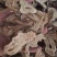 无硫白术中药批发一手货源量大忧惠全国发货