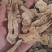 无硫白术中药批发一手货源量大忧惠全国发货