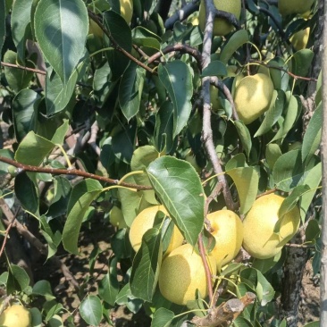 白酥梨自家果园没有代办百年老树头茬果
