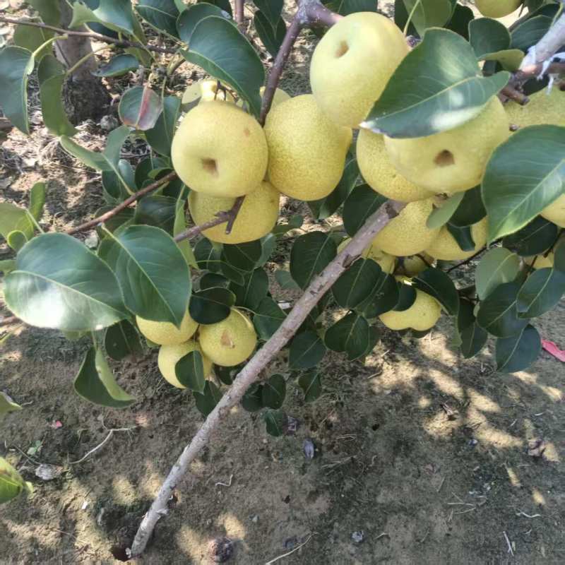 白酥梨自家果园没有代办百年老树头茬果