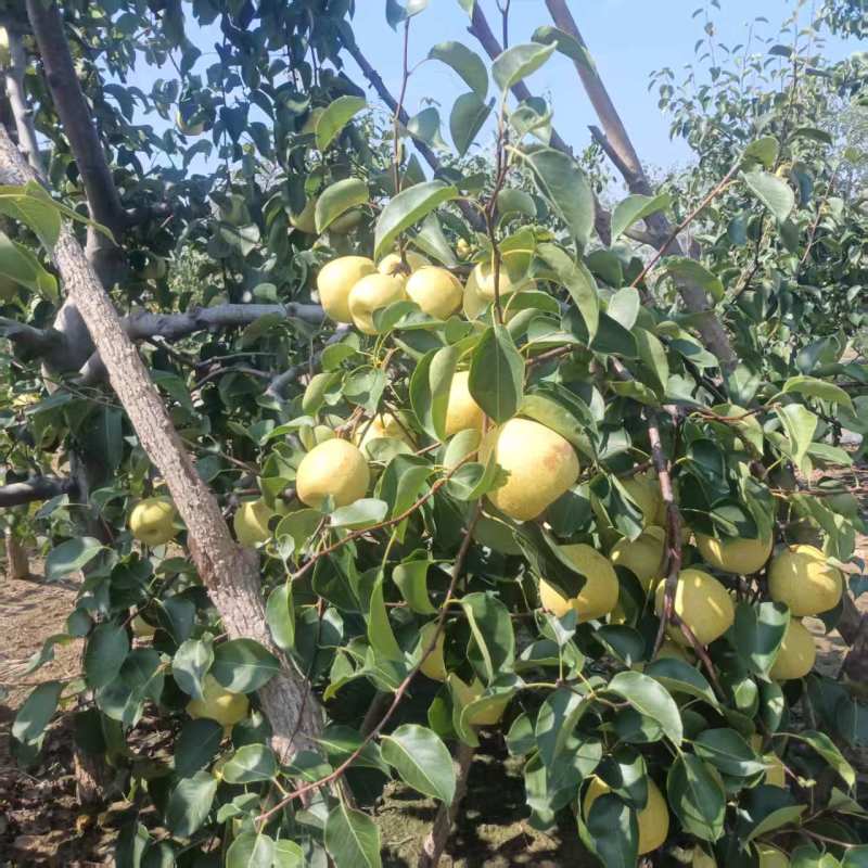 白酥梨自家果园没有代办百年老树头茬果