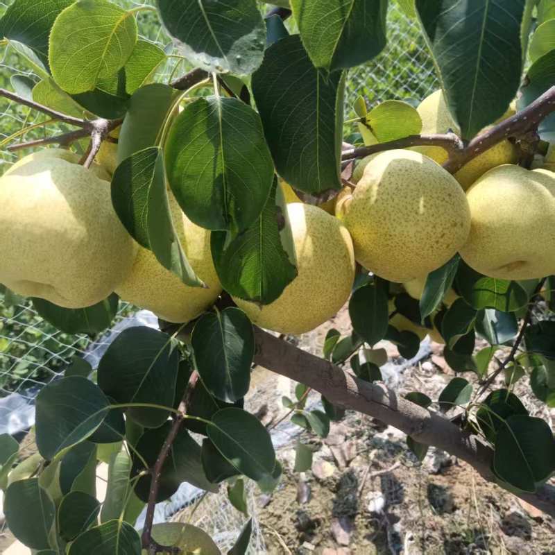 白酥梨自家果园没有代办百年老树头茬果