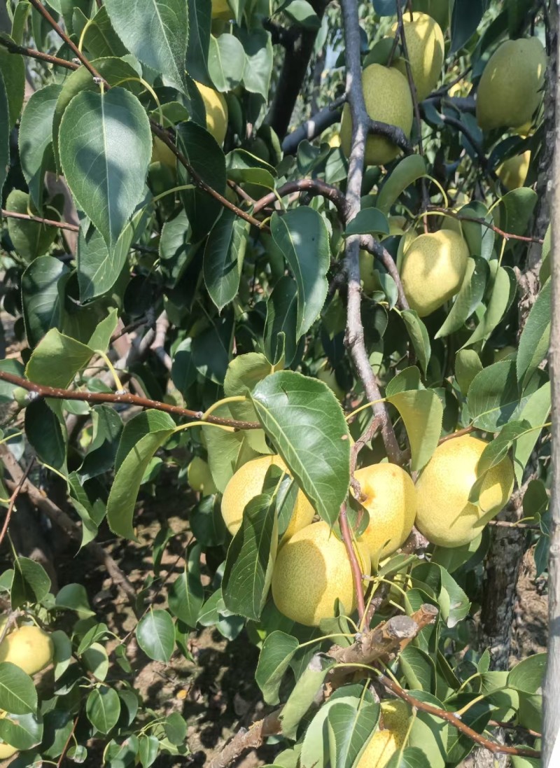 白酥梨自家果园没有代办百年老树头茬果