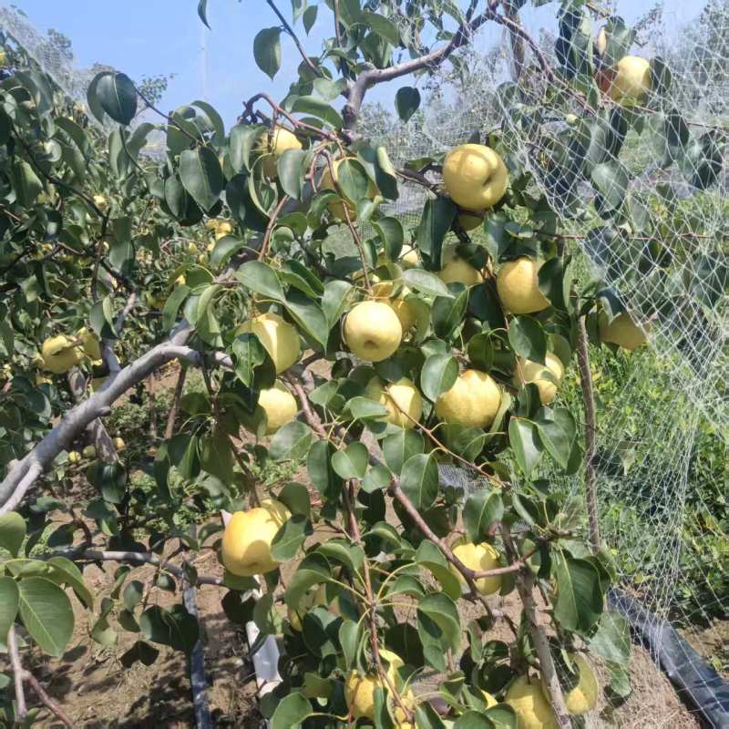 白酥梨自家果园没有代办百年老树头茬果
