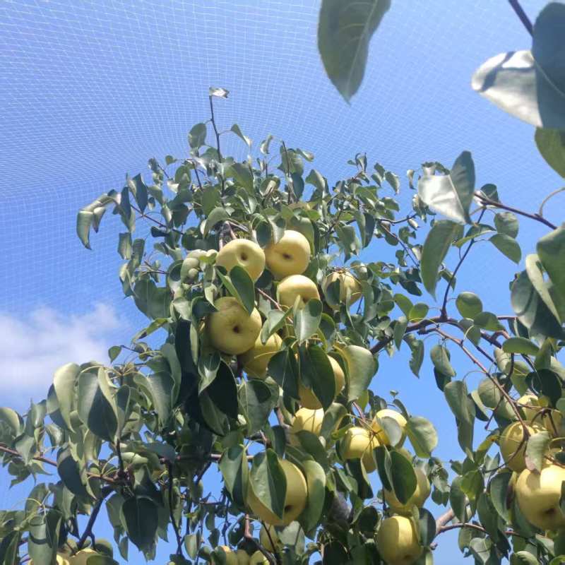 白酥梨自家果园没有代办百年老树头茬果