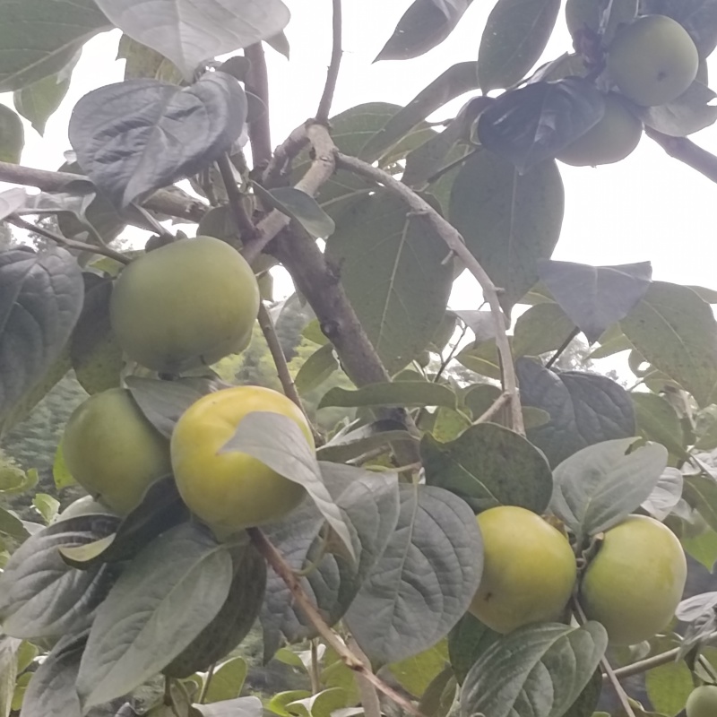 精品太秋甜柿货源充足量大从优质量保证咨询