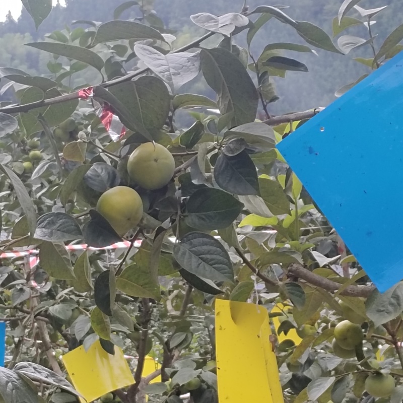 精品太秋甜柿货源充足量大从优质量保证咨询