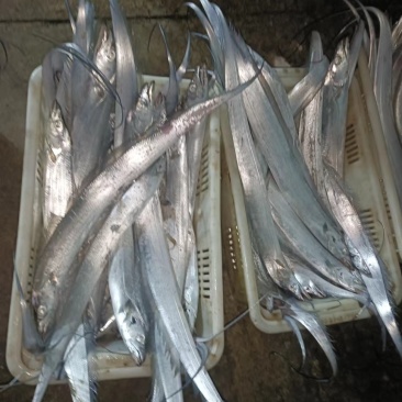 油带鱼，开海有量的来