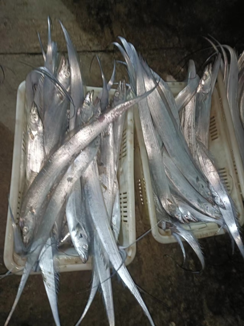 油带鱼，开海有量的来