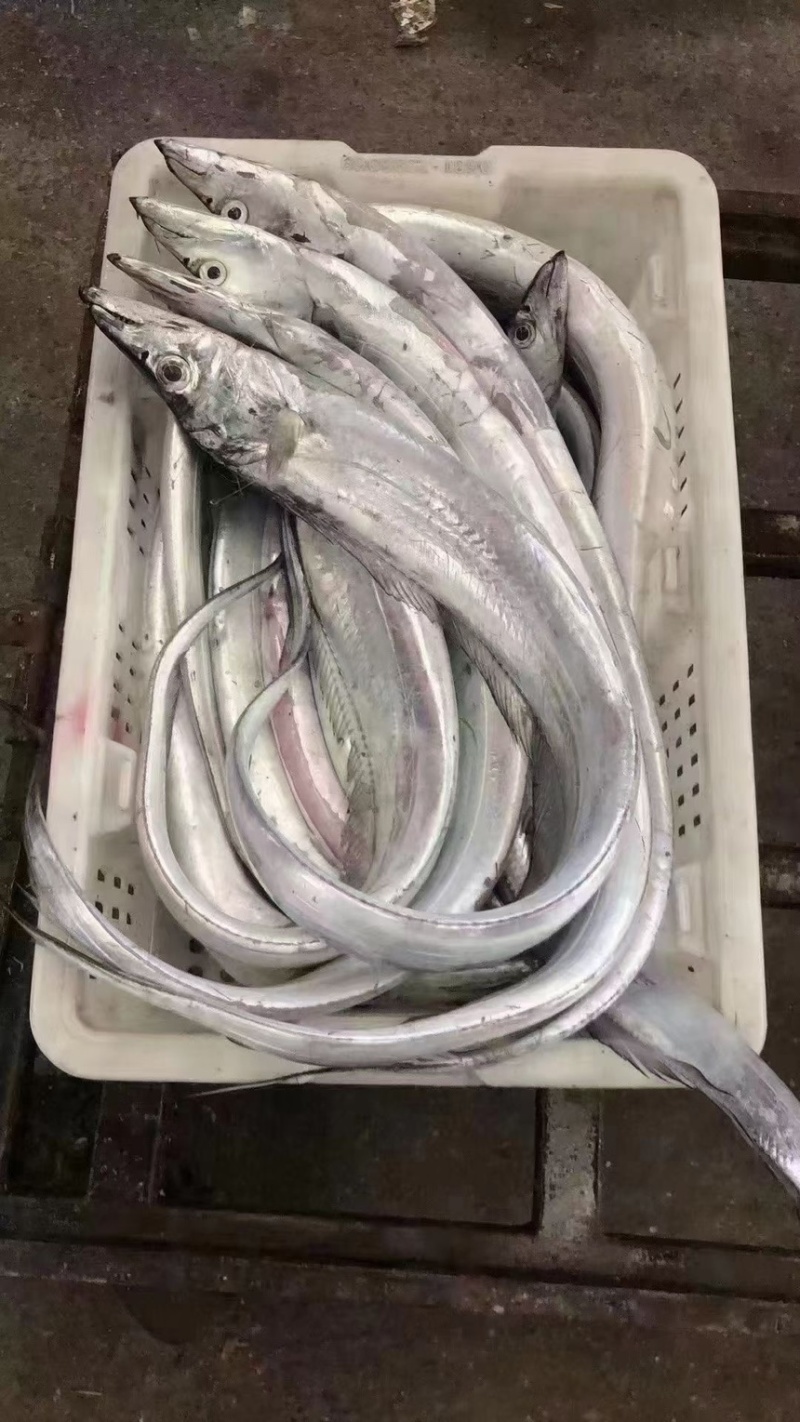 油带鱼，开海有量的来