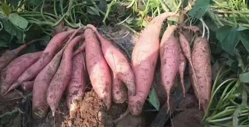 天津宝坻本地出红薯西瓜红烟薯开始大量出货