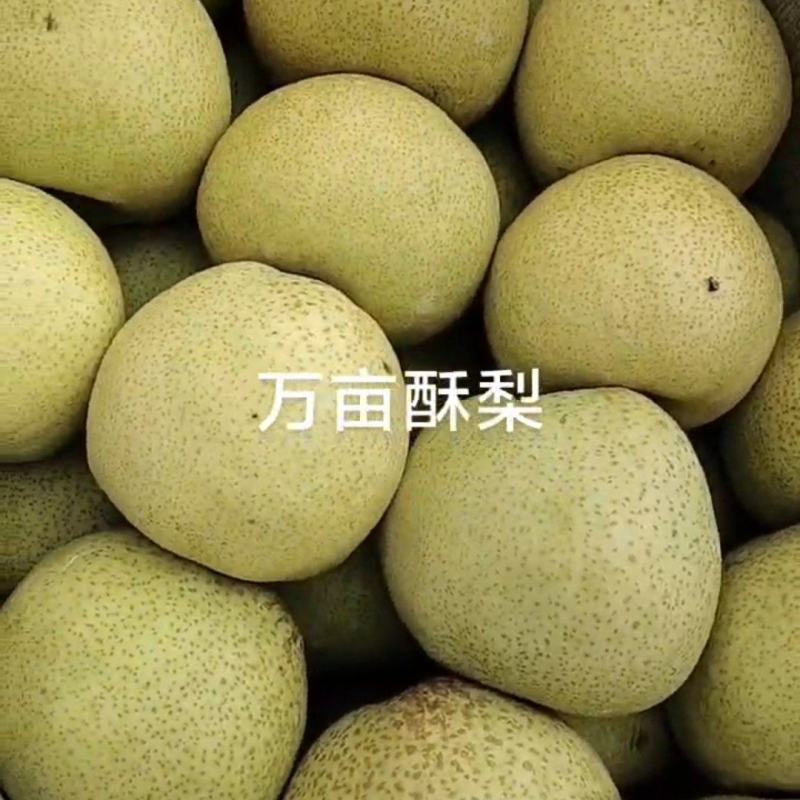 兰考酥梨