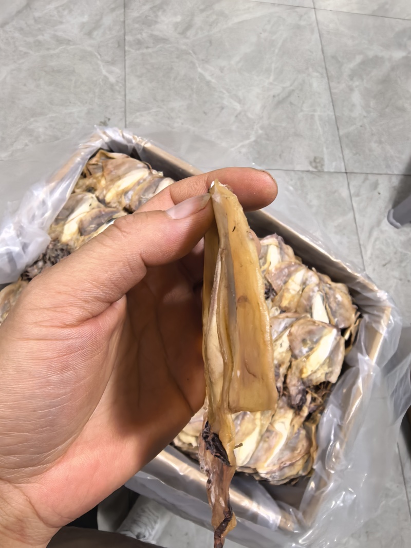 浙江东海墨鱼17-19个一斤对接各大商超