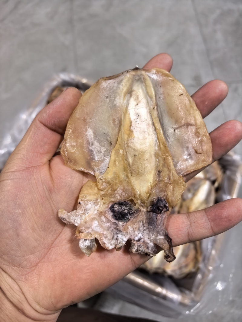 浙江东海墨鱼17-19个一斤对接各大商超