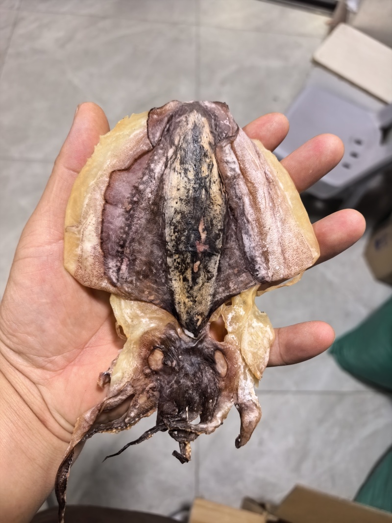 浙江东海墨鱼17-19个一斤对接各大商超