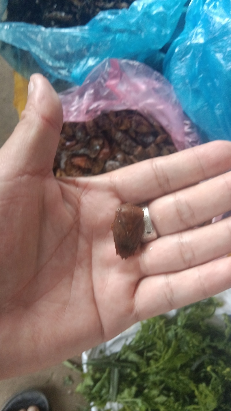 九香虫冷冻食品山区货品