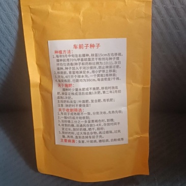 车前草种子