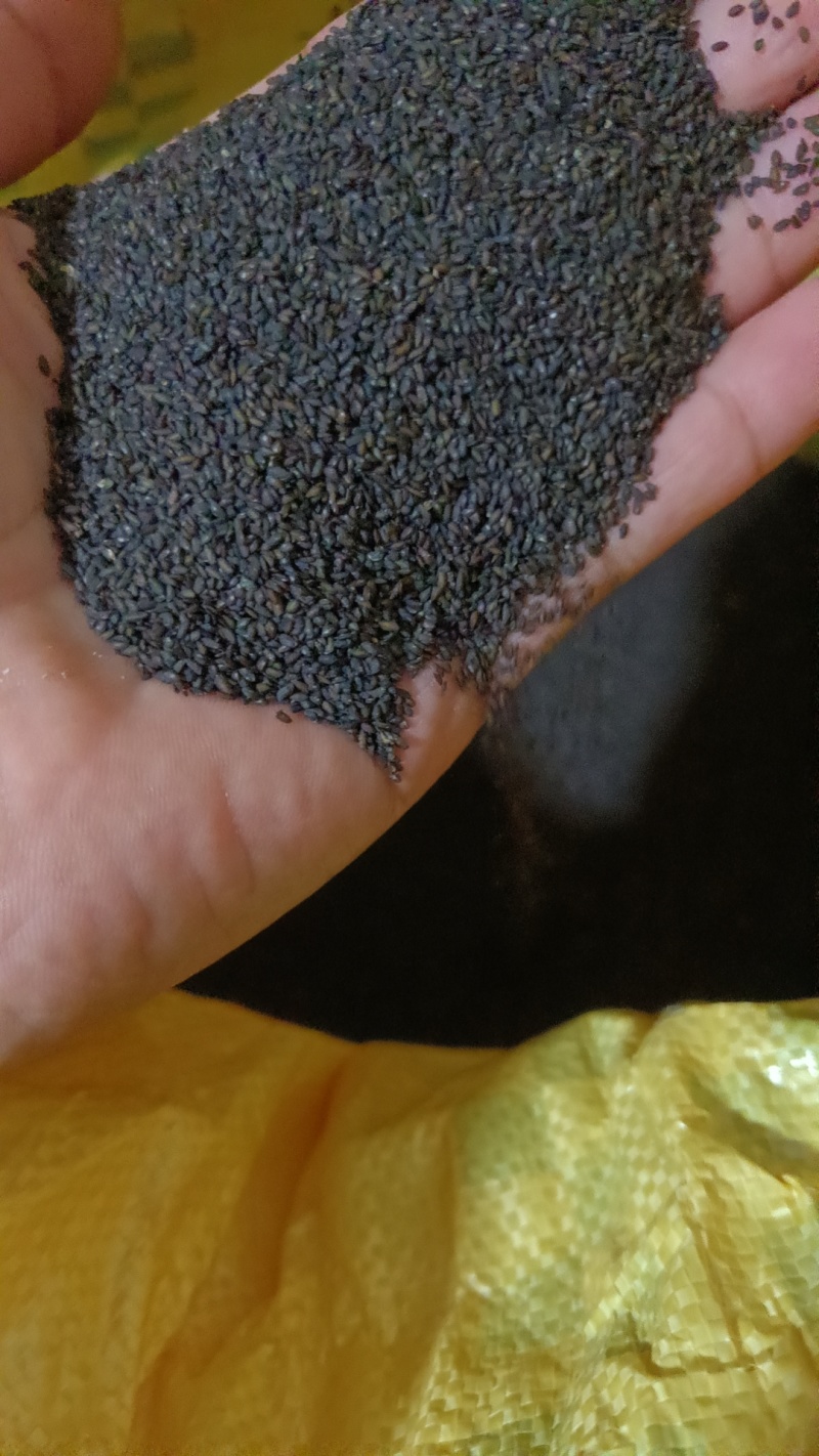 车前草种子